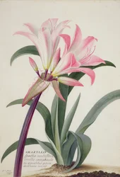 Amaryllis Belladonna, 1761